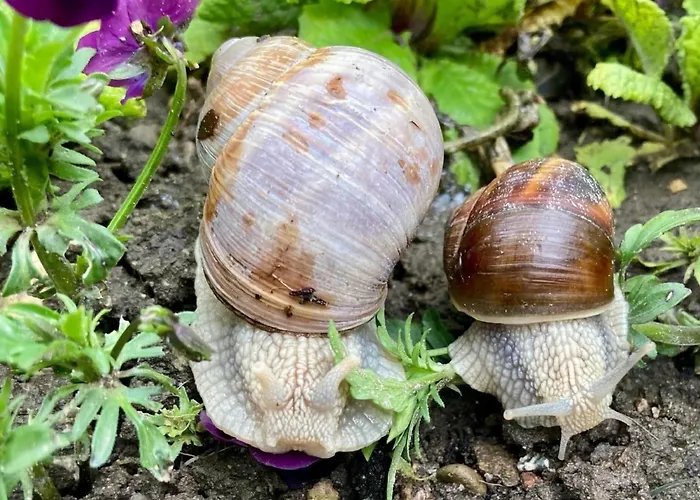 Scheftenau By Interhome * Wattwil