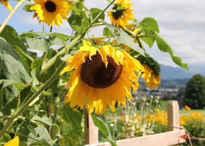 Appartamento Scheftenau By Interhome Wattwil