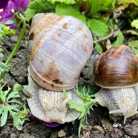 Scheftenau By Interhome * Wattwil