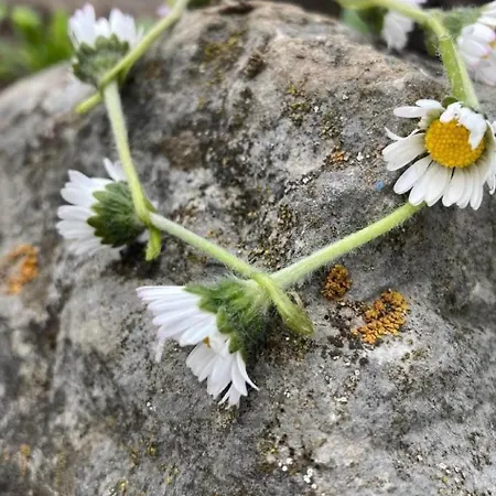 Scheftenau By Interhome *