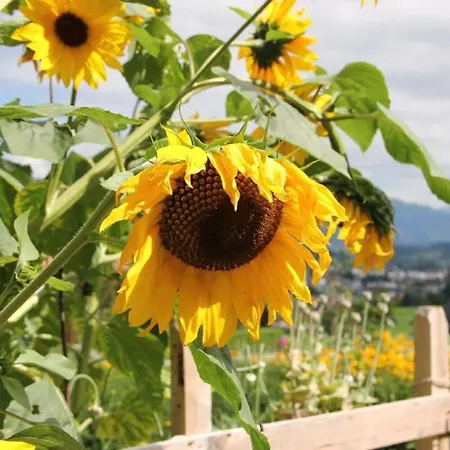 Apartamento Scheftenau By Interhome Wattwil