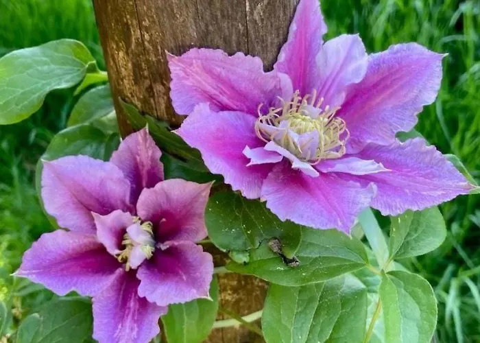 Διαμέρισμα Scheftenau By Interhome