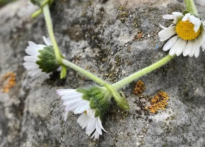 Scheftenau By Interhome *